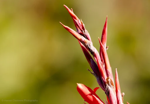 Wild flowers with Canon EOS 6D / EF 70-300mm lens and Extension Tube