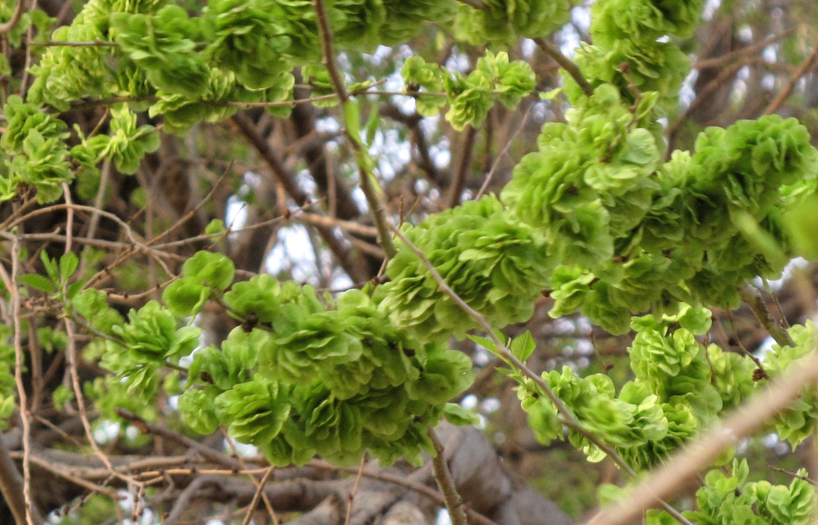 The Birrd's Nest: Spring Comes to my Elm Tree