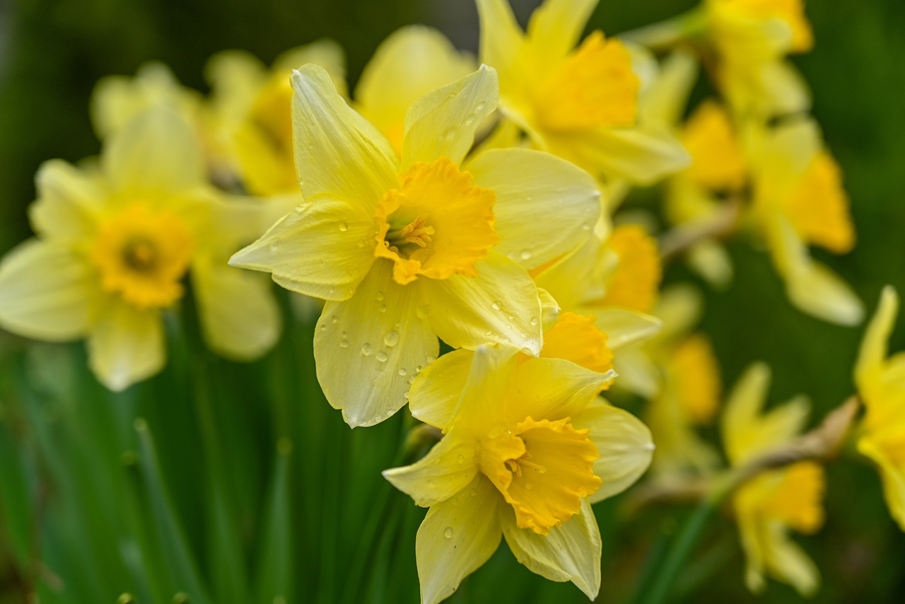 Mixed Daffodil Value Bag (8 bulbs) | Holland Bulb Farms | 82100