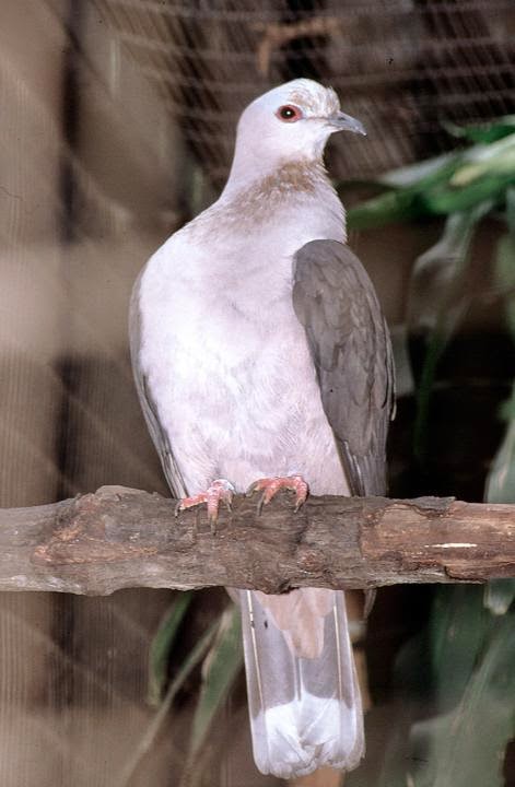 Dark backed imperial pigeon Ducula lacernulata