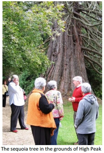 The sequoia tree in the grounds of High Peak