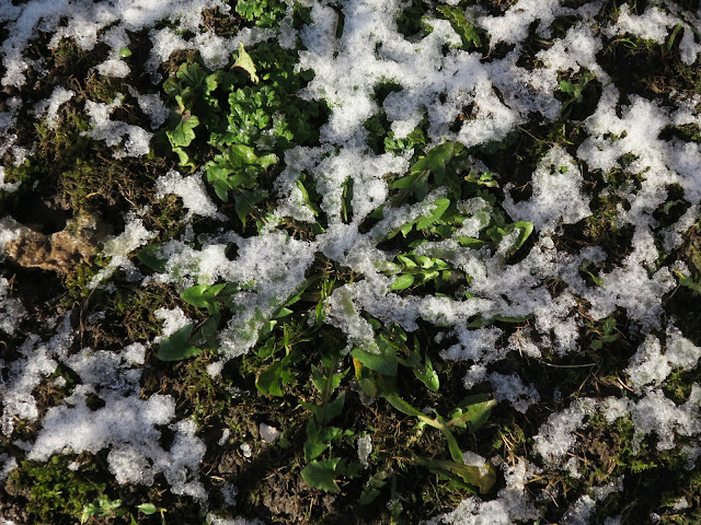 Dandelion style plant in snow