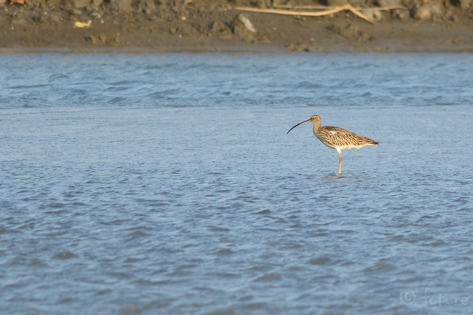 Suurkoovitaja, Numenius arquata orientalis, Eurasian Curlew, Western, Common, koovitaja