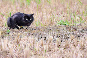 cat, field, Wednesday, Okinawa, wordless