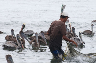 Brown Pelican (Pelecanus occidentalis) 