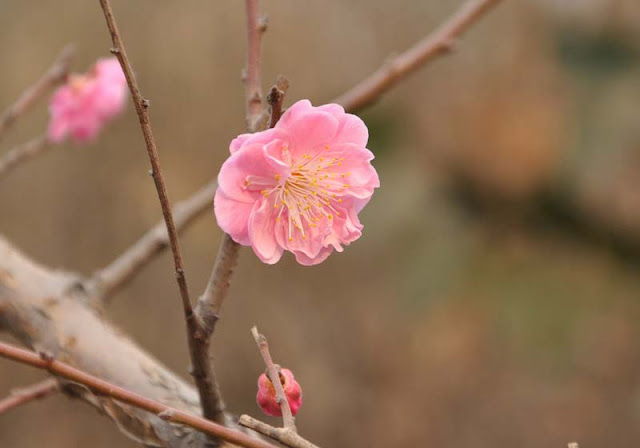 Plum Flowers