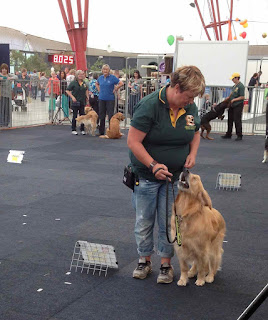 my dog: a blind dog does obedience performance