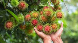 Manfaat Rambutan Untuk Ibu Hamil