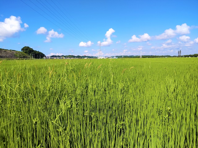 サイクリング　佐倉ふるさと広場　スーパー水田