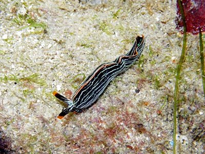 Sap-sucking slug (Thuridilla gracilis)