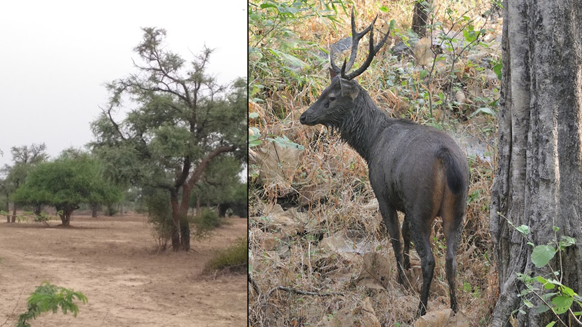 Nahar Wildlife Sanctuary