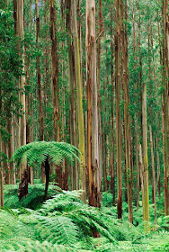 Tree ferns, Dicksonia antarctica, in eucalyptus forest, Ferntree Gully National Park, Australia