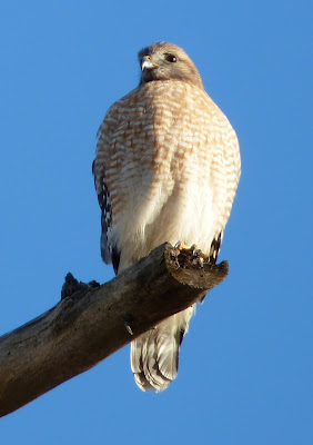 red-shouldered hawk front