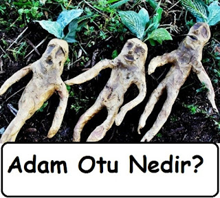 Adam Otu Nedir