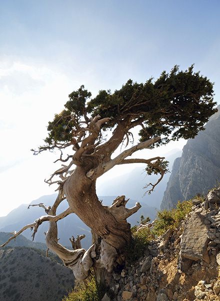 Árvores Milenares | Millennial Trees