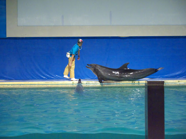 浅虫水族館 イルカショー