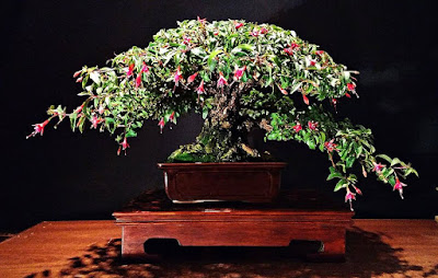 Bonsai Anting India (fuchsia)