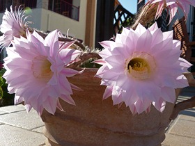 kaktus_blüte_05