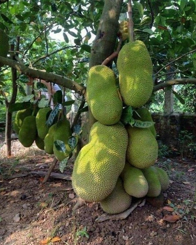 paket hemat 2 bibit nangka Probolinggo