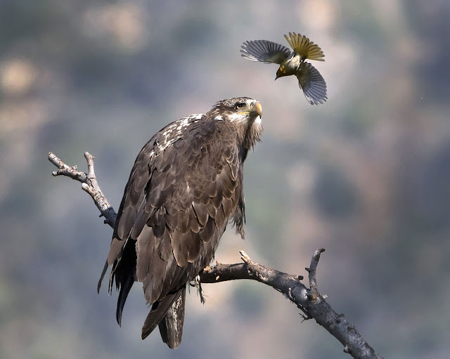 Птица Булока нападает на молодого Белого орлана, горы Сан-Габриэль, Калифорния, Америка
