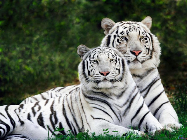 Male & Female 'White' Tigers