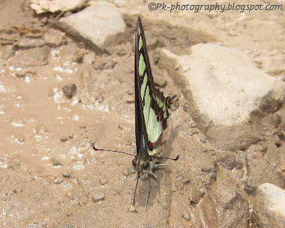 Swallowtail Butterfly