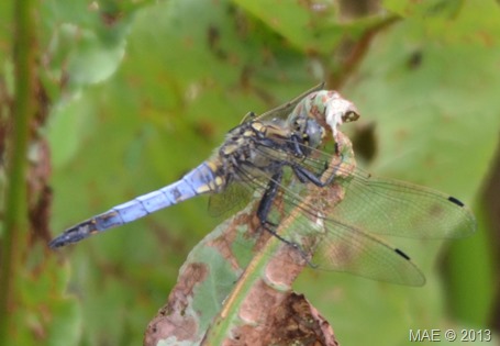 2013-07-14 Goudse Hout 003