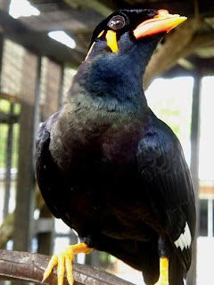 Hill Myna (Burung Tiung). A very smart bird as it will 