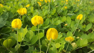 Manfaat Tanam Rumput Pinto (Arachis pintoi)