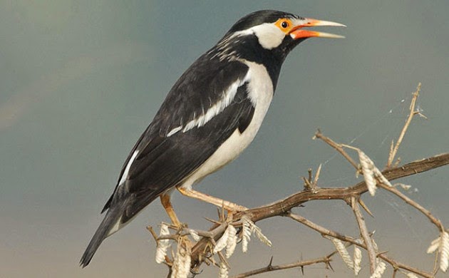 5 JALAK  SUREN BIRD Sturnus contra 