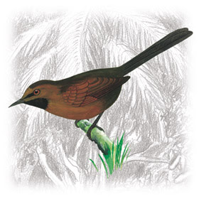 Pássaro João-Teneném-Castanho (Synallaxis rutilans)
