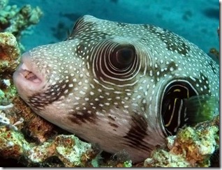 Copia de underwater-09