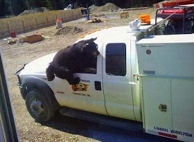 Funny animals of the week - 3 January 2014 (40 pics), bear tries to get in a truck
