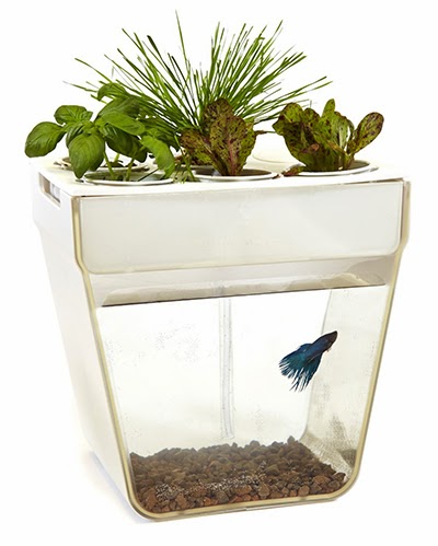 Self-Cleaning Fish Tank Aqua Farm