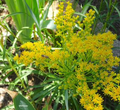 goldenrod