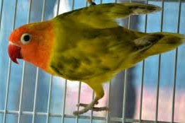 Mengatasi Lovebird Yang Suka Ngeruji Sangkar