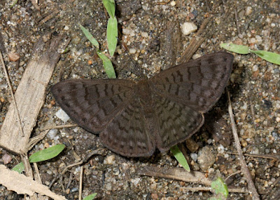 Mariposa acróbata morena (Emesis ocypore)