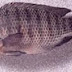 PANEN IKAN MUJAIR