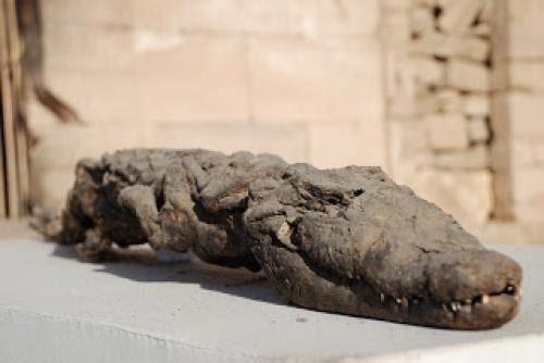 Animal Mummies Of Ancient Egypt