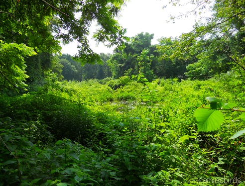 12. warbler pond-kab