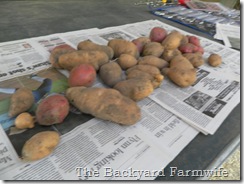potatoes 01