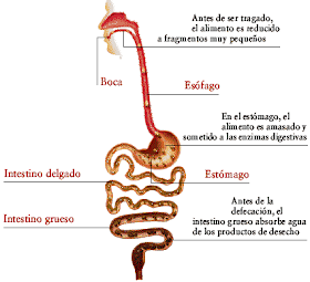 Dibujo del Aparato Digestivo