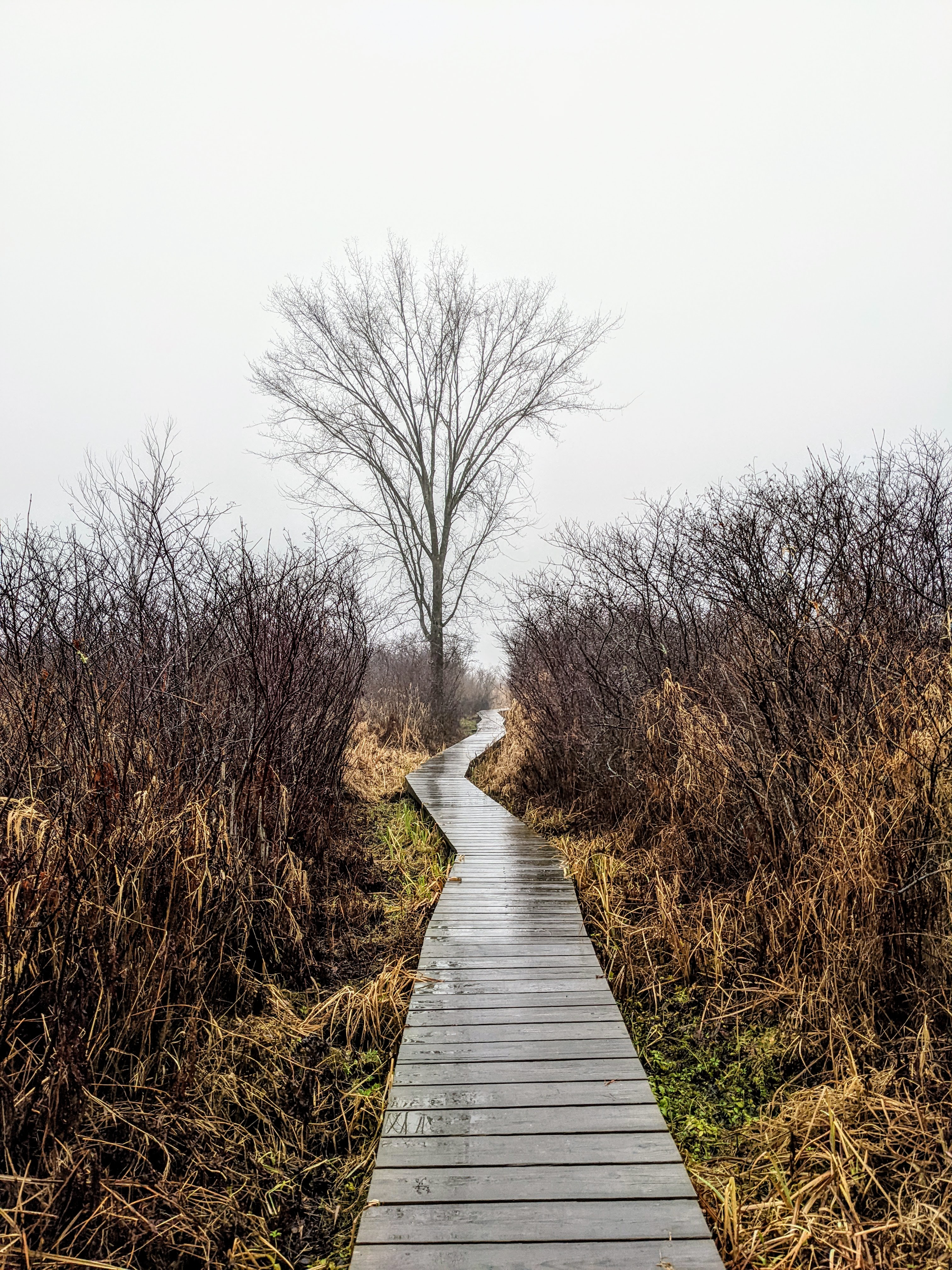 White Memorial Boardwalk - Litchfield, CT | Taste As You Go