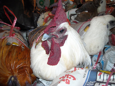 chicken (Rhode Island Red)