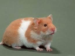 Hamster Syrian