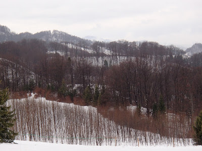 zima w górach, zimą na górskim szlaku, Pieniny, Biała Woda, wąwóz Homole, grzyby 2018, grzyby w grudniu, grzyby zimowe, uszaki bzowe, płomiennice zimowe, uszak skórnikowaty, kisielnica wierzbowa, fałdówka kędzierzawa