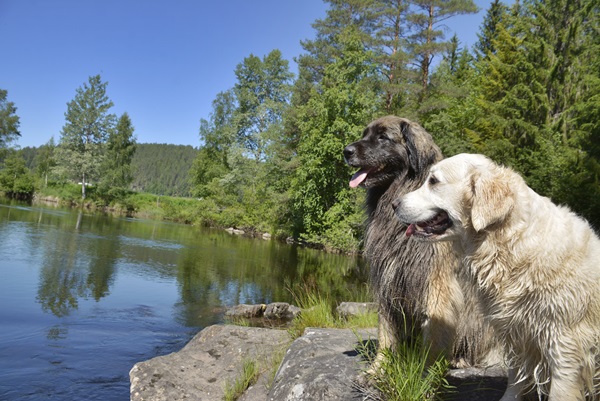 golden retreiver leonberger