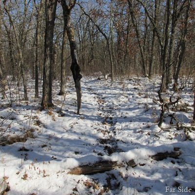 deer trails (2)