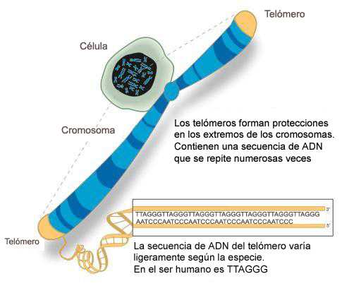 telomeros-vida-eterna-telomerasa-ciencia