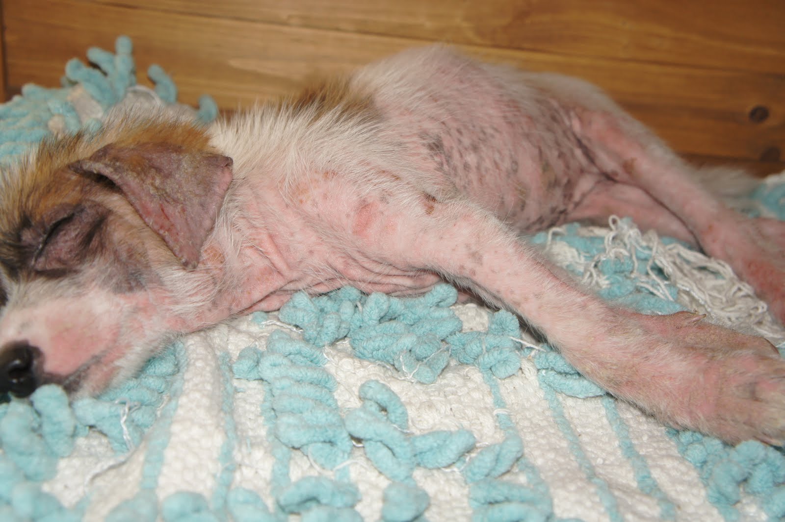 Did You Know Your Dog Could Be BORN With Mange?
